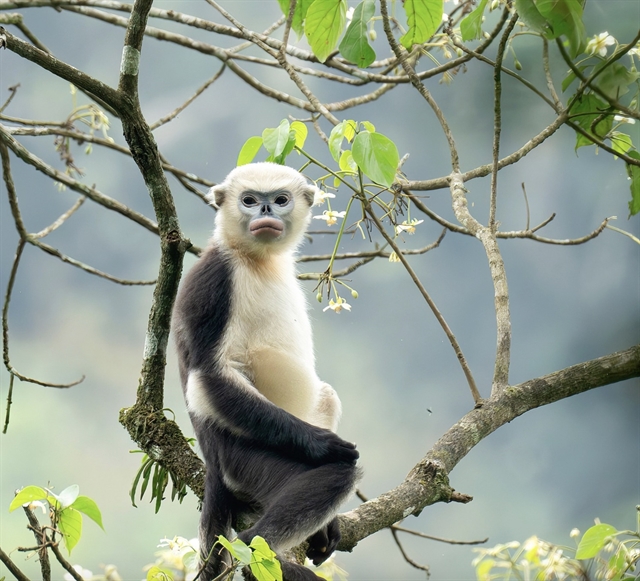 Picture 2 of Langur hunters become protectors in the heart of Vietnam's wilderness