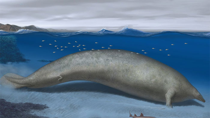 Picture 1 of Largest creature on Earth discovered