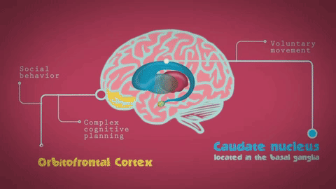 Picture 4 of Learn about OCD - Obsessive Compulsive Disorder