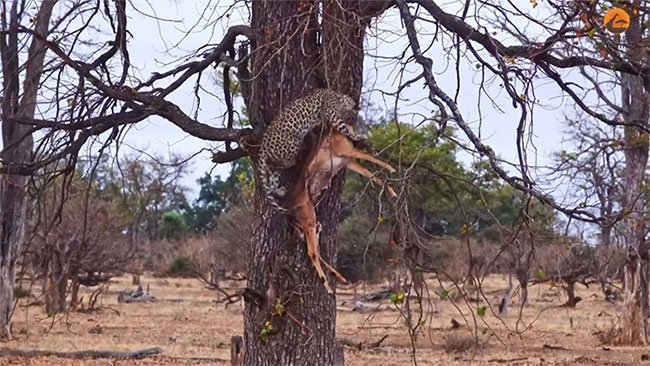 Leopard failed to hide prey Picture 1