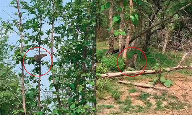 Leopards fall to the ground after jumping to catch baby monkeys Picture 1