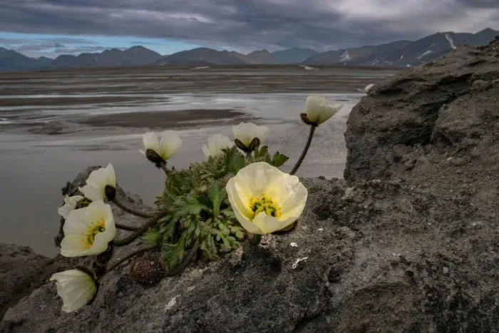 Let's look at the last flower clusters in the world's polar regions Picture 6