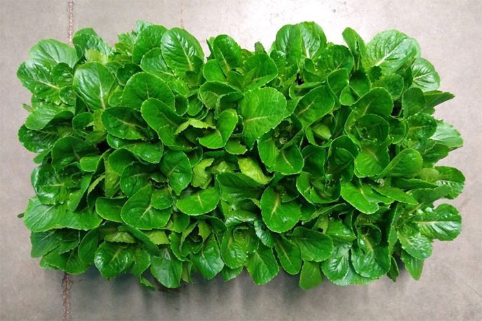 Picture 1 of Lettuce helps astronauts improve health during long-term mission to Mars
