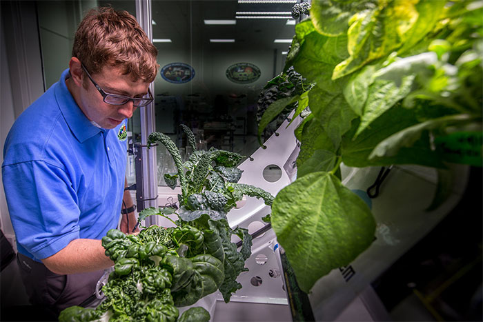 Picture 2 of Lettuce helps astronauts improve health during long-term mission to Mars