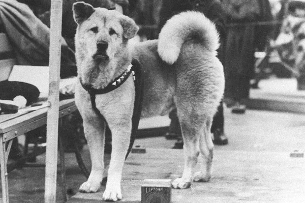 Little known facts about Hachiko - a dog that has been waiting for its owner for 10 years at the station platform Picture 2