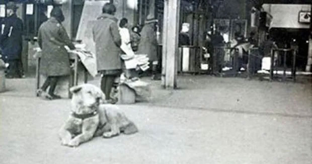 Little known facts about Hachiko - a dog that has been waiting for its owner for 10 years at the station platform Picture 5