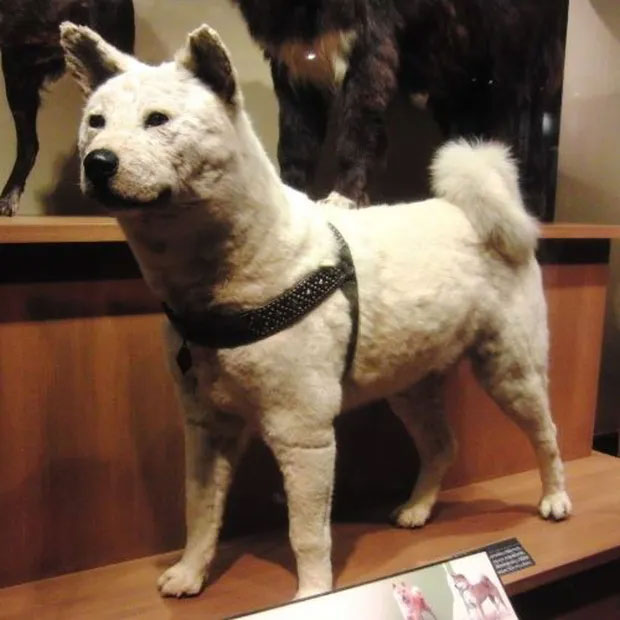 Little known facts about Hachiko - a dog that has been waiting for its owner for 10 years at the station platform Picture 9