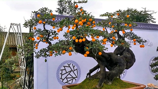 Picture 1 of Loài cây ra toàn trái độc nhưng thân lại là 'mỏ vàng' trị giá bạc triệu, người Việt mua về để cầu tài lộc