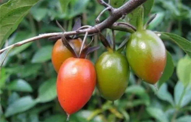 Picture 2 of Loài cây ra toàn trái độc nhưng thân lại là 'mỏ vàng' trị giá bạc triệu, người Việt mua về để cầu tài lộc