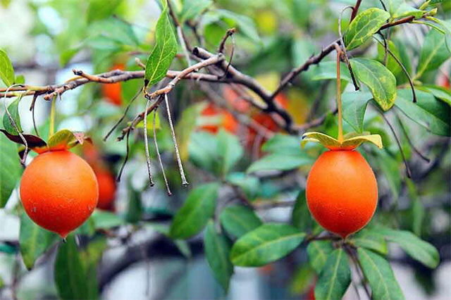 Picture 3 of Loài cây ra toàn trái độc nhưng thân lại là 'mỏ vàng' trị giá bạc triệu, người Việt mua về để cầu tài lộc