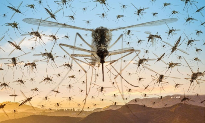 Picture 1 of Los Angeles released 20,000 male mosquitoes to kill Aedes
