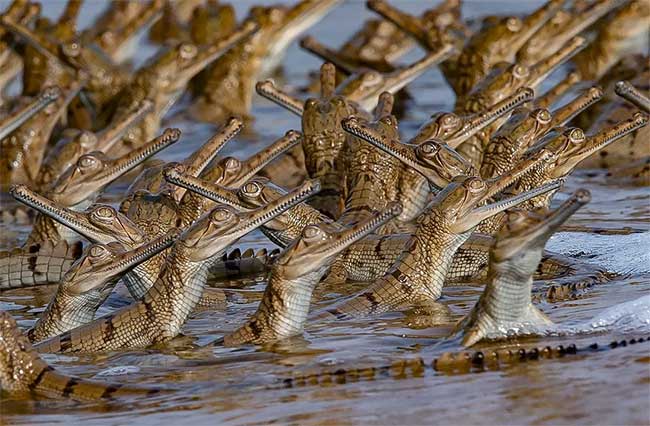 Lovely corner: Image of father crocodile carrying 100 baby crocodiles on his back Picture 3