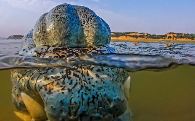 Lovely corner: Image of father crocodile carrying 100 baby crocodiles on his back Picture 4