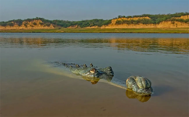Lovely corner: Image of father crocodile carrying 100 baby crocodiles on his back Picture 5