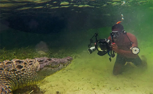 Lovely corner: Image of father crocodile carrying 100 baby crocodiles on his back Picture 7