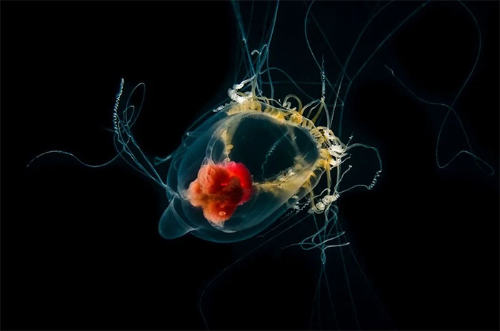 Picture 10 of Magical images never seen before in jellyfish