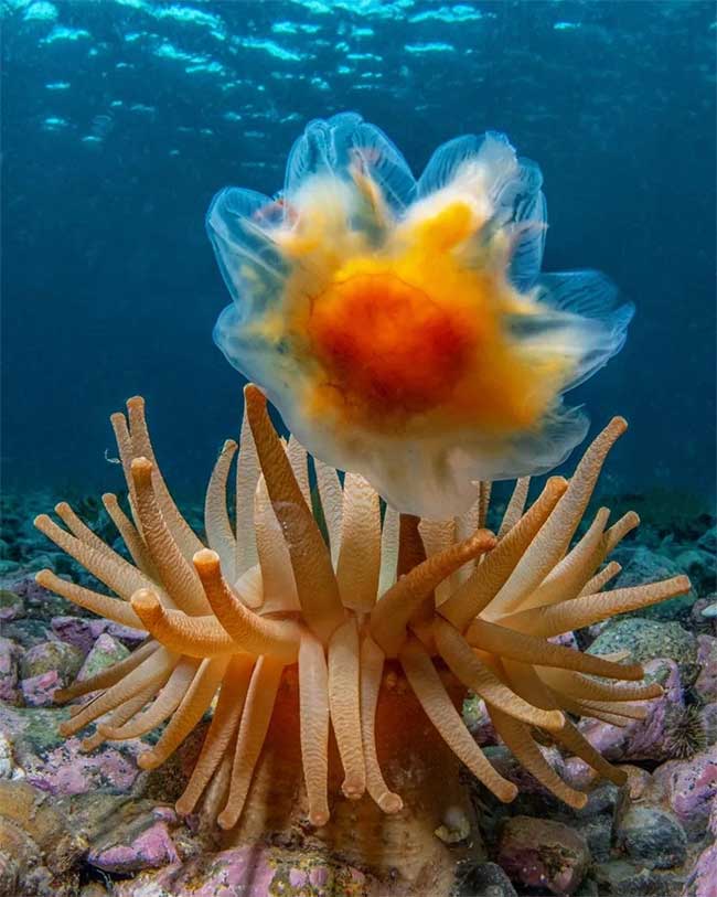Picture 11 of Magical images never seen before in jellyfish