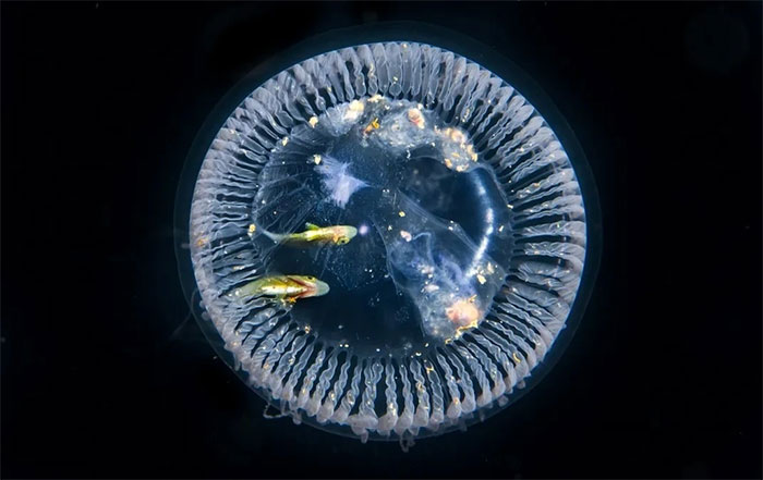 Picture 12 of Magical images never seen before in jellyfish
