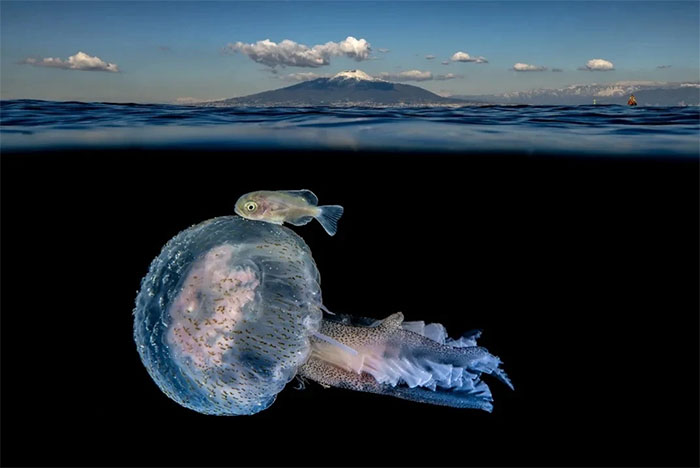Picture 14 of Magical images never seen before in jellyfish