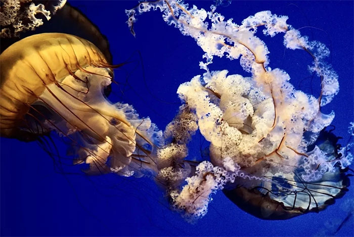 Picture 7 of Magical images never seen before in jellyfish