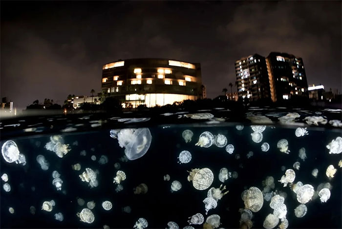Picture 8 of Magical images never seen before in jellyfish