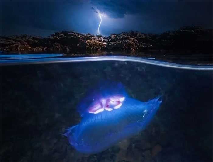 Picture 9 of Magical images never seen before in jellyfish
