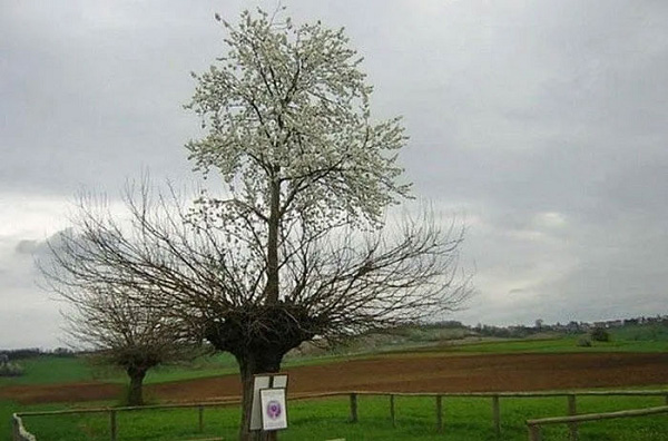 Magical things on Earth are lucky to see in life Picture 11
