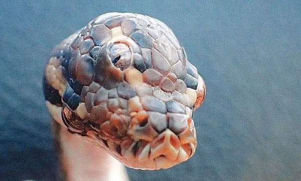 Magical things on Earth are lucky to see in life Picture 3