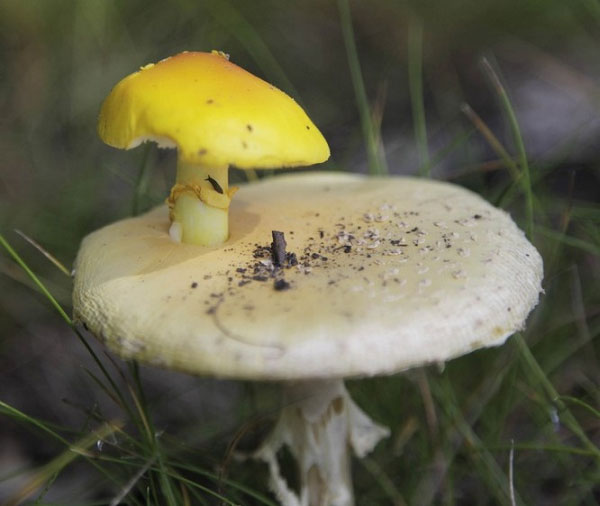 Magical things on Earth are lucky to see in life Picture 7