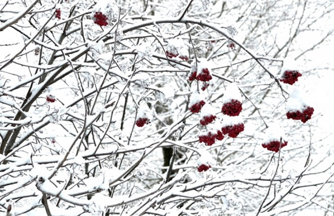 Picture 3 of Magnificent view of Russian winter: Moscow in a snow cloak