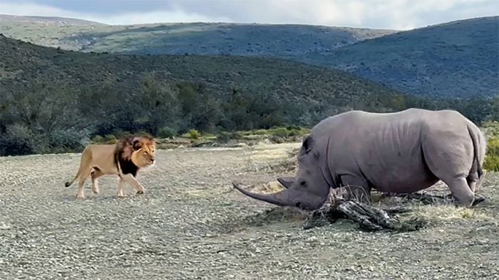 Picture 1 of Male lion takes the hit when mate attacks rhino