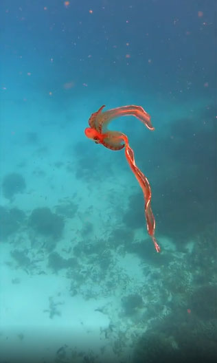 Male octopus species is 10,000 times smaller than female, but extremely 'aggressive' Picture 1