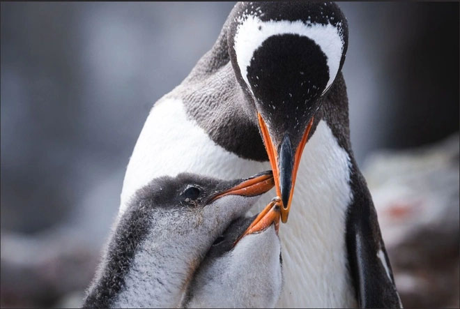 Male penguins fast for 65 days standing still and incubating eggs Picture 1