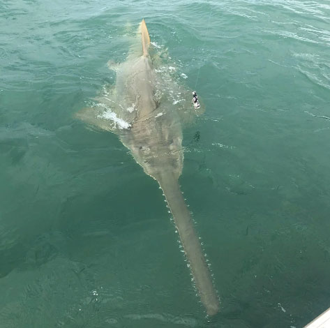 Picture 1 of Man encounters a 4-meter-long 'monster' during a fishing trip at sea