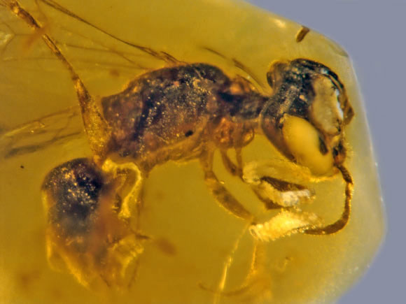 Picture 1 of Many pet creatures are 'living fossils' from lost supercontinents