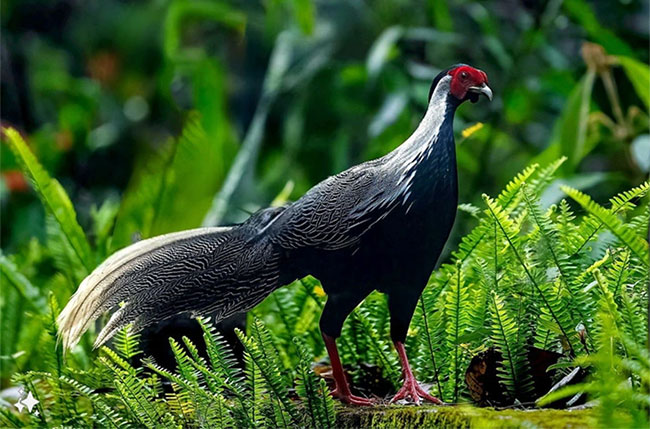 Picture 4 of Many rare animal species reappear in Bach Ma forest