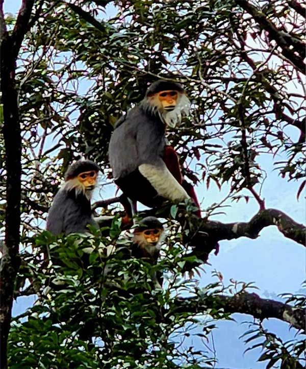 Picture 5 of Many rare animal species reappear in Bach Ma forest