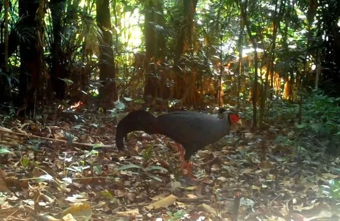 Picture 1 of Many rare animals discovered in Ke Go Nature Reserve