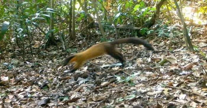 Picture 10 of Many rare animals discovered in Ke Go Nature Reserve