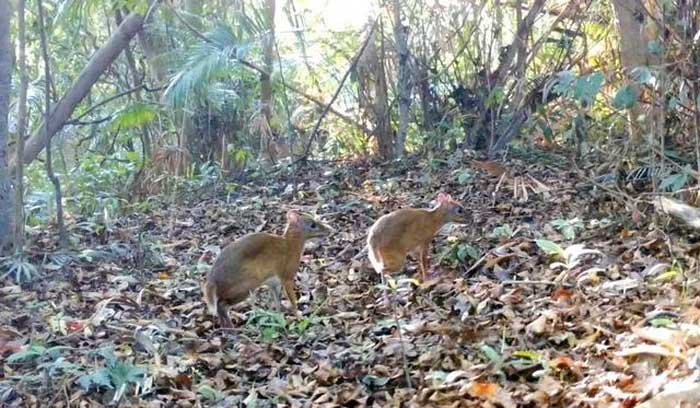 Picture 2 of Many rare animals discovered in Ke Go Nature Reserve
