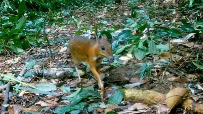 Picture 3 of Many rare animals discovered in Ke Go Nature Reserve