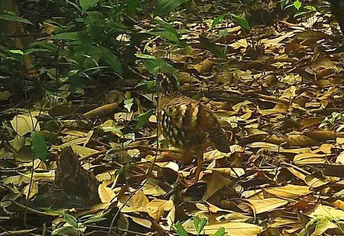 Picture 4 of Many rare animals discovered in Ke Go Nature Reserve