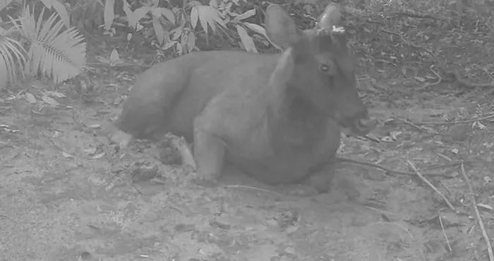 Picture 5 of Many rare animals discovered in Ke Go Nature Reserve