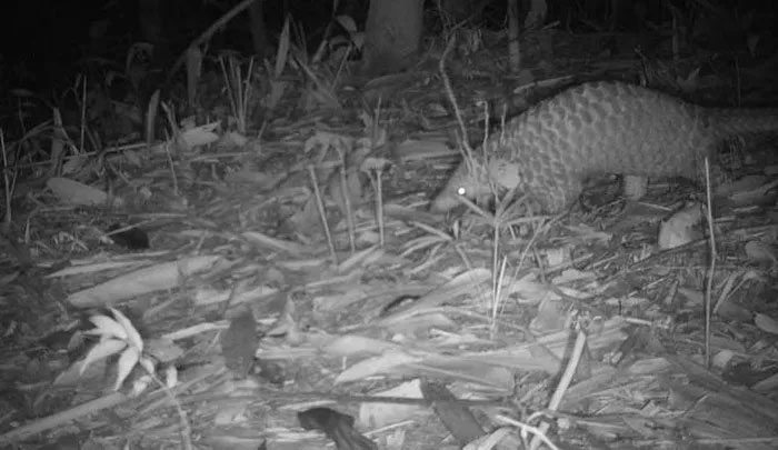 Picture 6 of Many rare animals discovered in Ke Go Nature Reserve