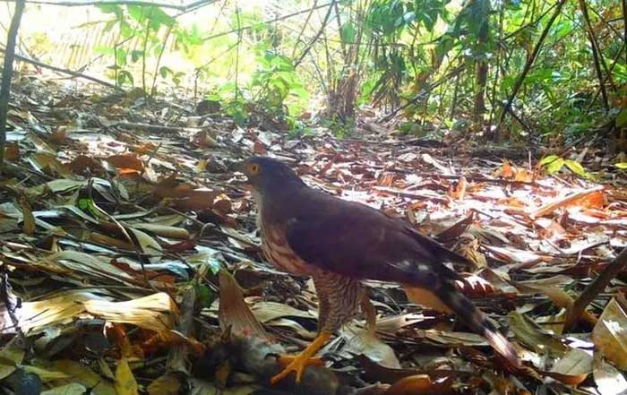 Picture 8 of Many rare animals discovered in Ke Go Nature Reserve
