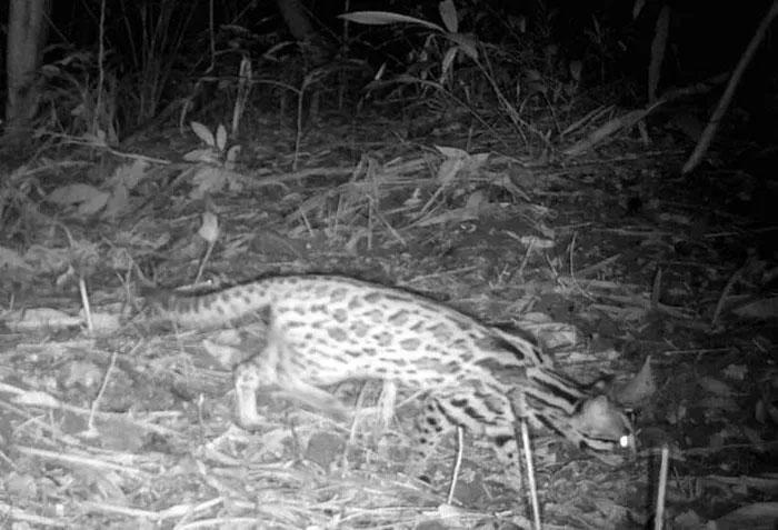 Picture 9 of Many rare animals discovered in Ke Go Nature Reserve