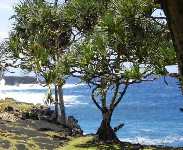 Picture 2 of Many times after digging up diamonds, geologists discovered: Wherever there is this tree, there may be treasure