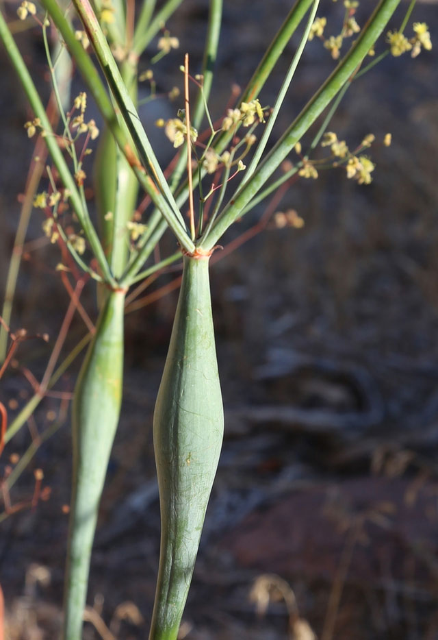Picture 2 of Many times gold has been found, experts say: Wherever there is this plant, there may be treasure