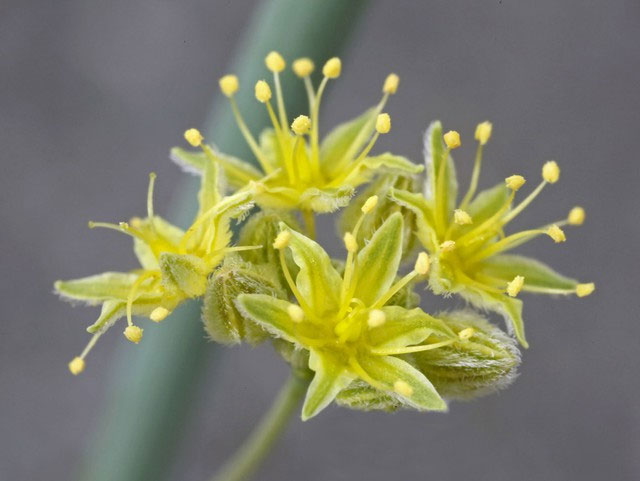 Picture 3 of Many times gold has been found, experts say: Wherever there is this plant, there may be treasure