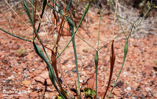 Picture 4 of Many times gold has been found, experts say: Wherever there is this plant, there may be treasure